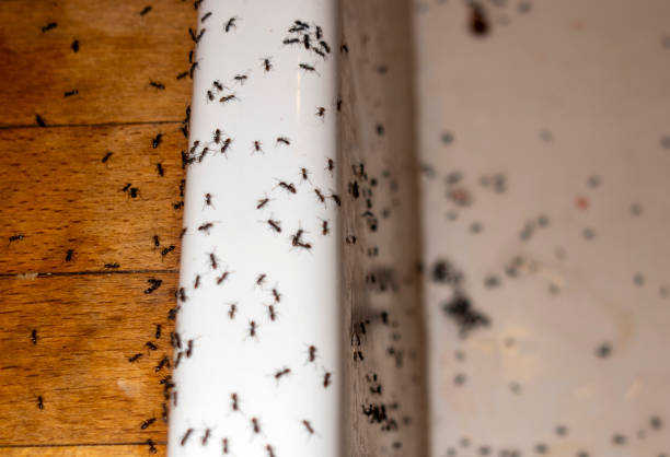 Best Ant Control Services  in Presidio, TX