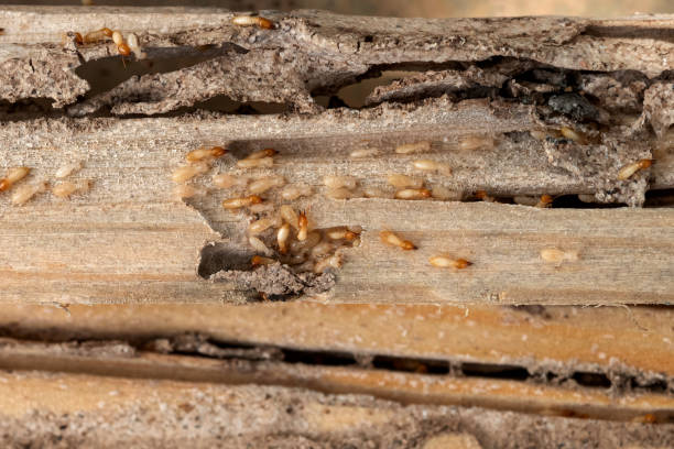 Best Ant Control Services  in Presidio, TX